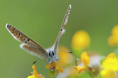 BUITEN BEELD Foto: 132261