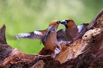 BUITEN BEELD Foto: 132347