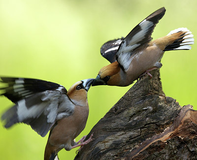 BUITEN BEELD Foto: 132354