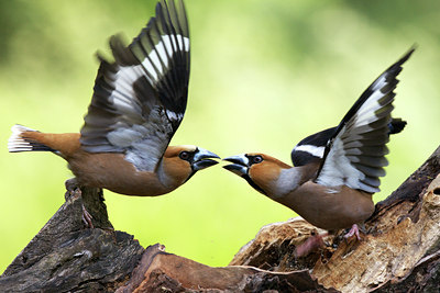 BUITEN BEELD Foto: 132358