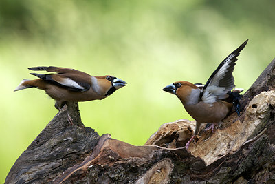 BUITEN BEELD Foto: 132359