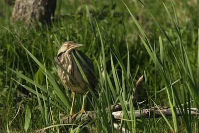 BUITEN BEELD Foto: 132386