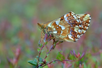 BUITEN BEELD Foto: 132391