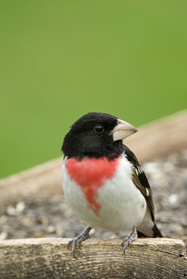 BUITEN BEELD Foto: 132392
