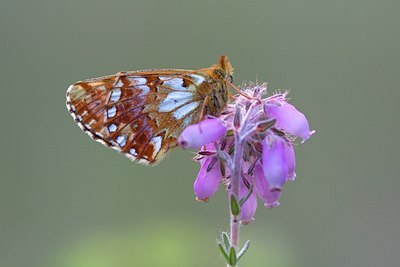 BUITEN BEELD Foto: 132393