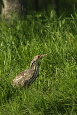 BUITEN BEELD Foto: 132400