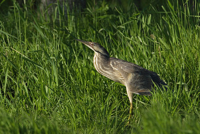 BUITEN BEELD Foto: 132411