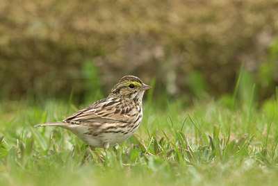 BUITEN BEELD Foto: 132412