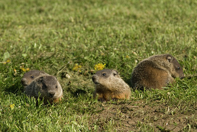 BUITEN BEELD Foto: 132419