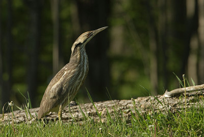 BUITEN BEELD Foto: 132424