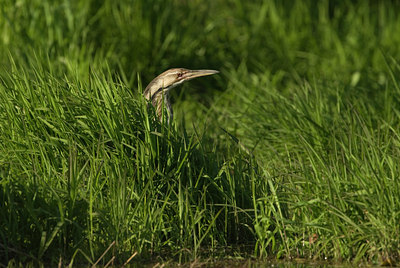 BUITEN BEELD Foto: 132432