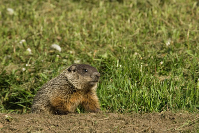 BUITEN BEELD Foto: 132465