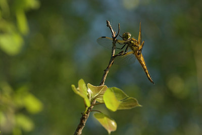 BUITEN BEELD Foto: 132466