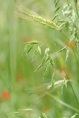 BUITEN BEELD Foto: 132487