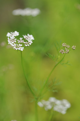 BUITEN BEELD Foto: 132509