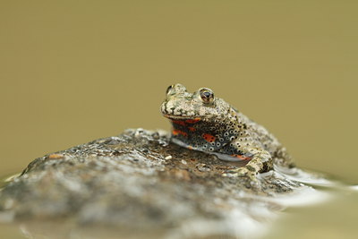 BUITEN BEELD Foto: 132519