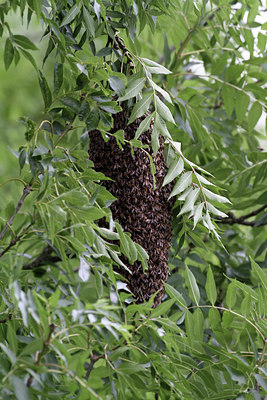 BUITEN BEELD Foto: 132522