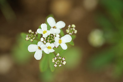 BUITEN BEELD Foto: 132620
