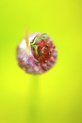 BUITEN BEELD Foto: 132662