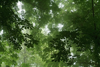 BUITEN BEELD Foto: 132672