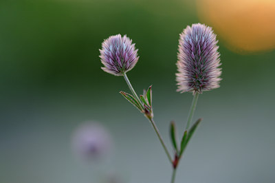 BUITEN BEELD Foto: 132681