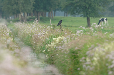 BUITEN BEELD Foto: 132711