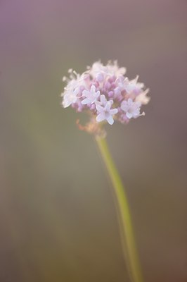 BUITEN BEELD Foto: 132754