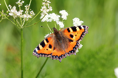 BUITEN BEELD Foto: 132813