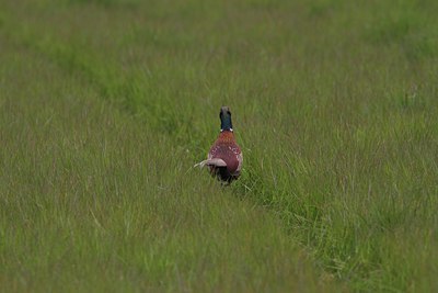 BUITEN BEELD Foto: 132817