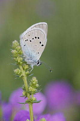 BUITEN BEELD Foto: 132838