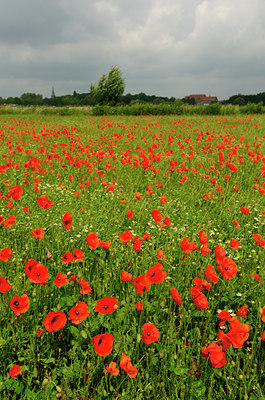 BUITEN BEELD Foto: 132846