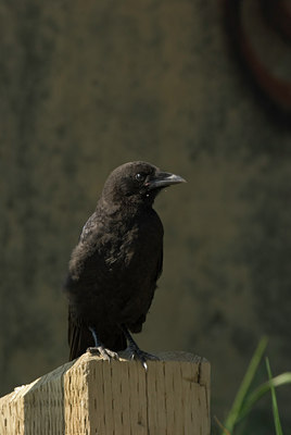BUITEN BEELD Foto: 132871