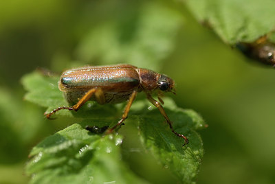 BUITEN BEELD Foto: 132872