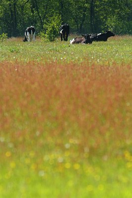 BUITEN BEELD Foto: 132879