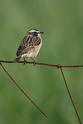 BUITEN BEELD Foto: 132885