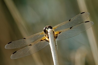 BUITEN BEELD Foto: 132892