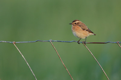 BUITEN BEELD Foto: 132898