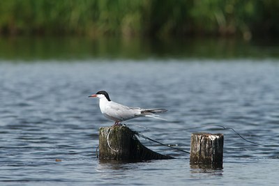 BUITEN BEELD Foto: 132907