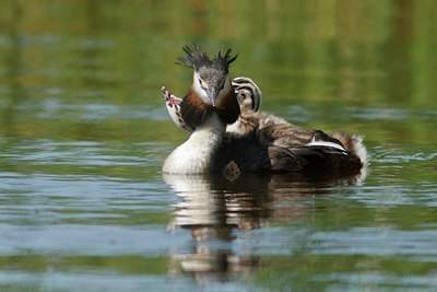 BUITEN BEELD Foto: 132923