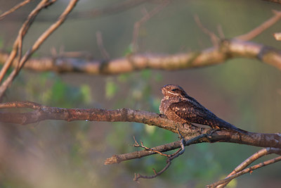 BUITEN BEELD Foto: 132939