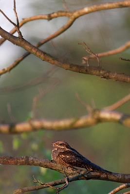 BUITEN BEELD Foto: 132940