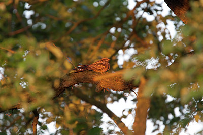 BUITEN BEELD Foto: 132942