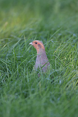 BUITEN BEELD Foto: 132946