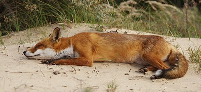 BUITEN BEELD Foto: 132964