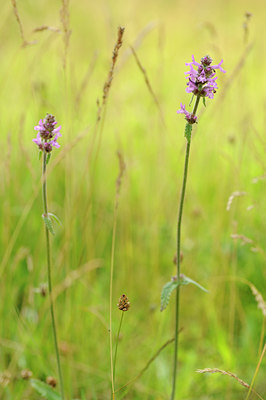 BUITEN BEELD Foto: 133085