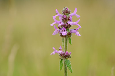 BUITEN BEELD Foto: 133086