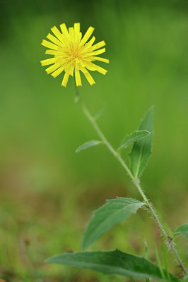 BUITEN BEELD Foto: 133087