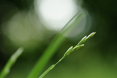 BUITEN BEELD Foto: 133119