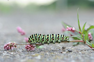 BUITEN BEELD Foto: 133157