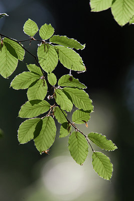 BUITEN BEELD Foto: 133175